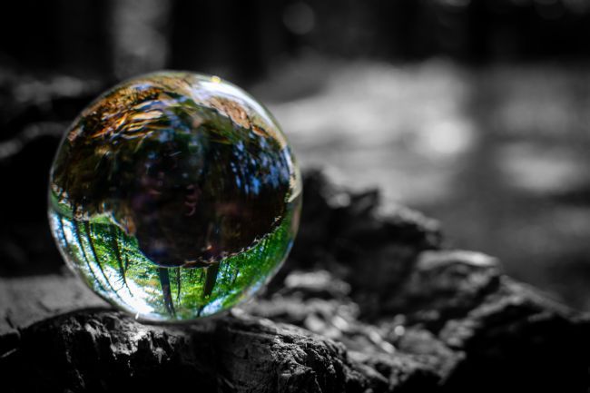 Warren Byrne | The Woods Seen Through the Ball