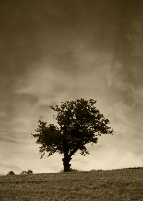 Warren Byrne | The Lone Tree B&W