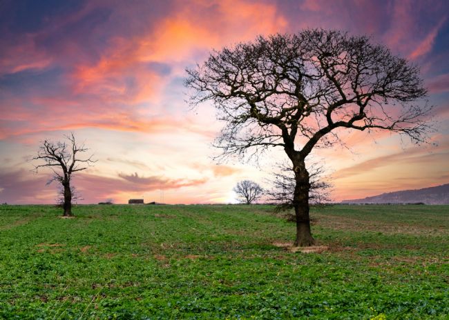Warren Byrne | Sunrise and Fields