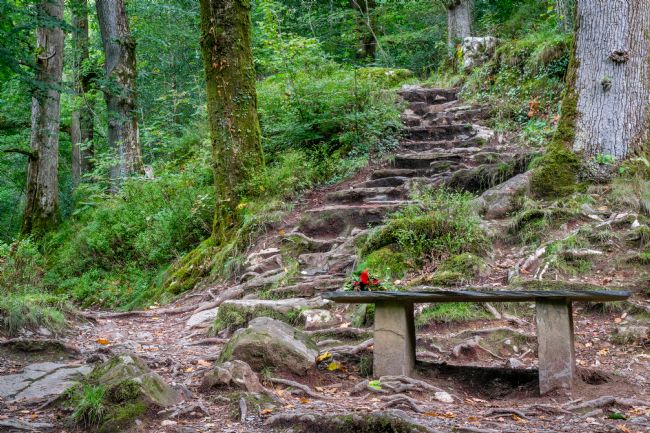 Warren Byrne | The Bench in the Woods