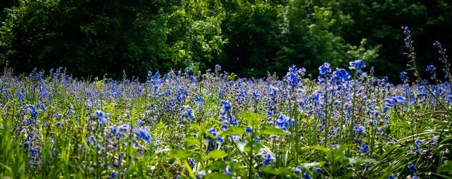 Warren Byrne | Looking Across the Field of Bluebells