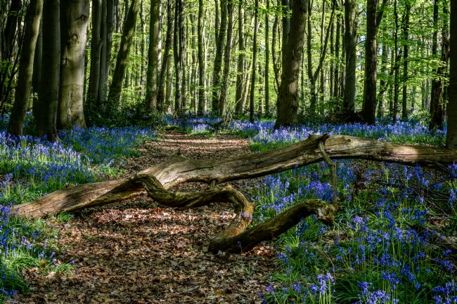 Warren Byrne | The Bluebell Woods